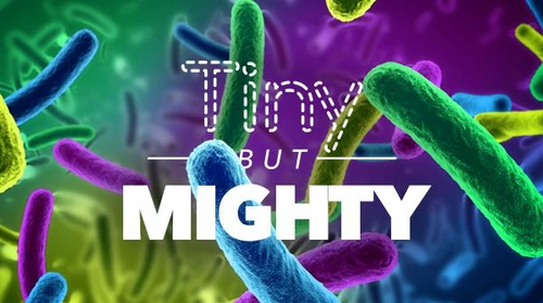 Tiny But Mighty: The Microbiome