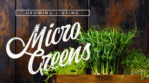 Growing and Using Microgreens